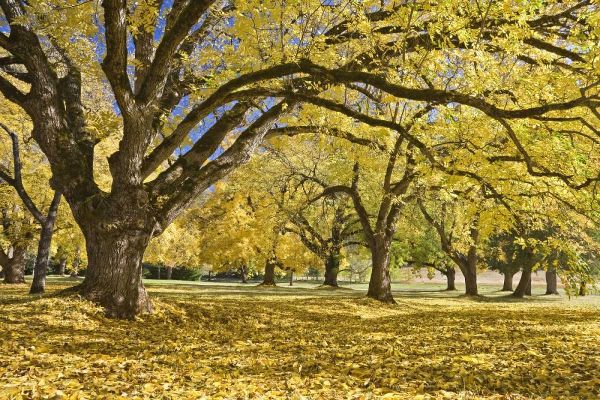 Oregon, Joseph H Stewart Walnut trees in autumn